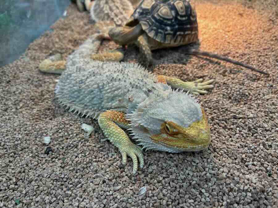 いきもの探検隊 リソラ大府店　爬虫類　蛇　トカゲ　カメレオン