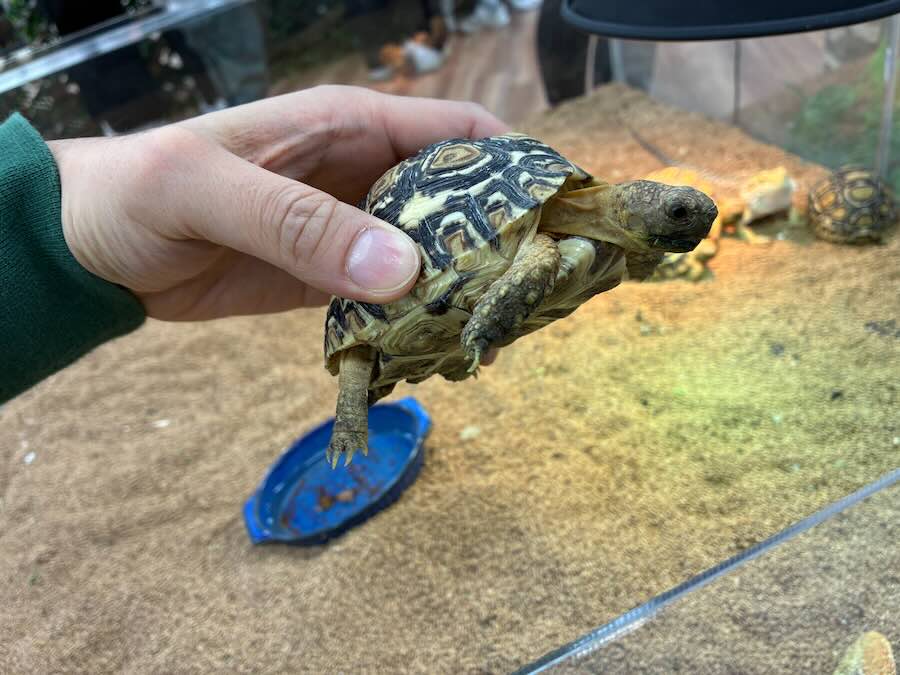 いきもの探検隊 リソラ大府店　爬虫類　蛇　トカゲ　カメレオン　かめ