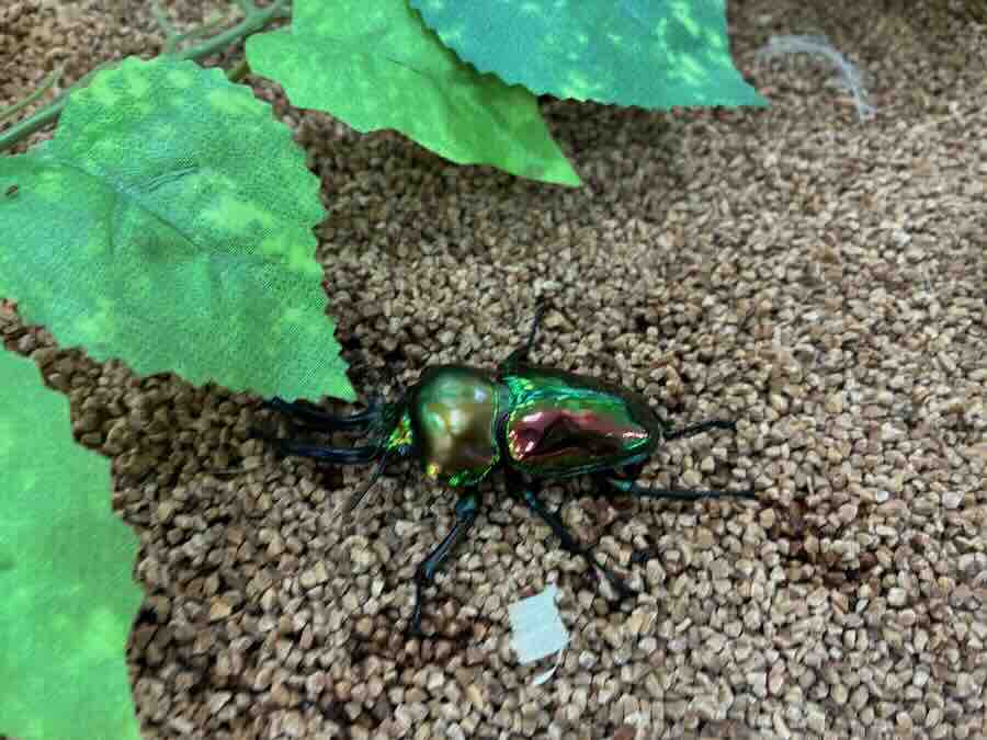 いきもの探検隊 リソラ大府店　昆虫　クワガタ　カブトむし　ヘラクレス