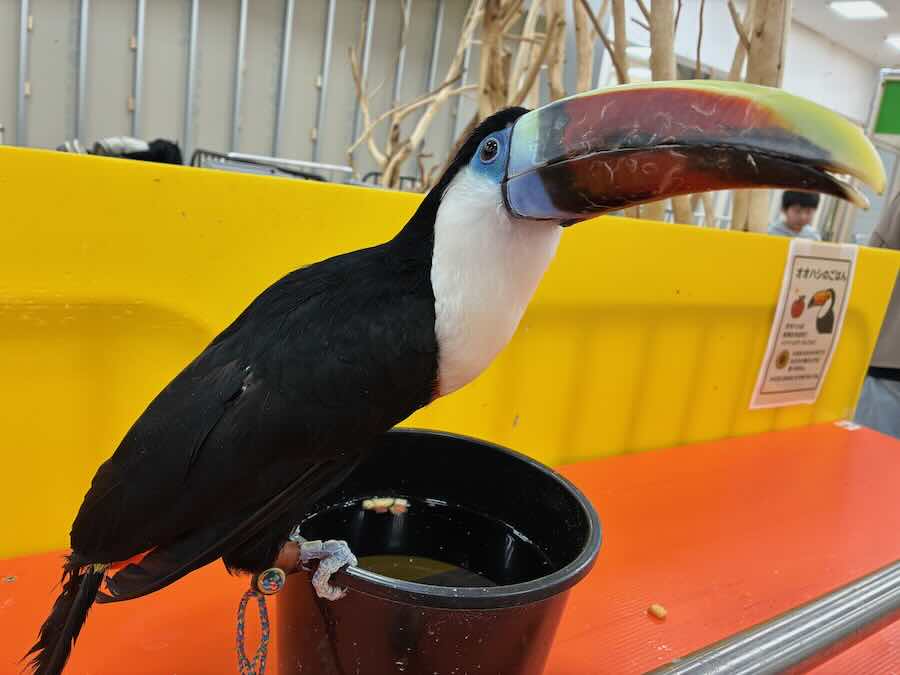 いきもの探検隊 リソラ大府店　鳥類　カワセミ　インコ　おうむ
