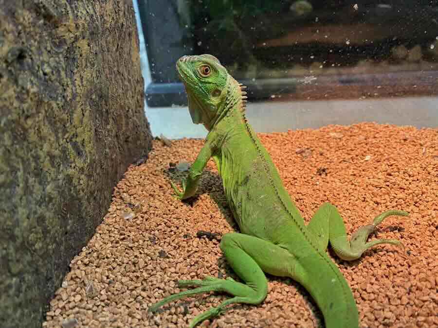 いきもの探検隊 リソラ大府店　爬虫類　蛇　トカゲ　カメレオン　かめ