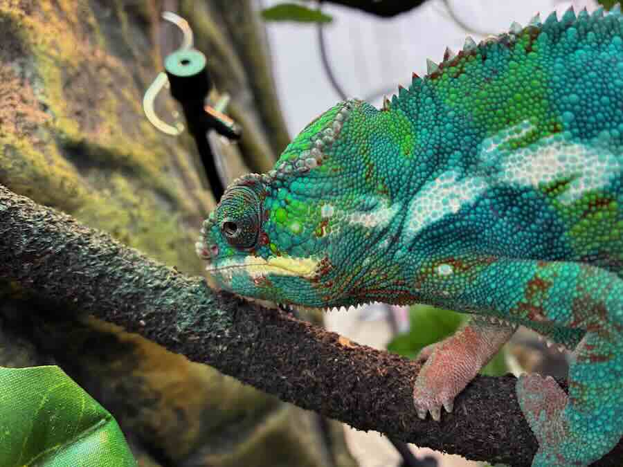 いきもの探検隊 リソラ大府店　爬虫類　蛇　トカゲ　カメレオン　かめ