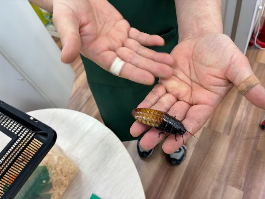 いきもの探検隊 リソラ大府店　昆虫　ゴキブリ