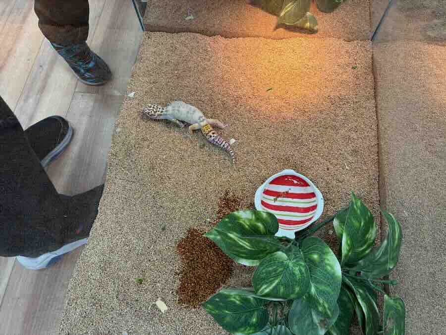 いきもの探検隊 リソラ大府店　爬虫類　蛇　トカゲ　カメレオン　かめ