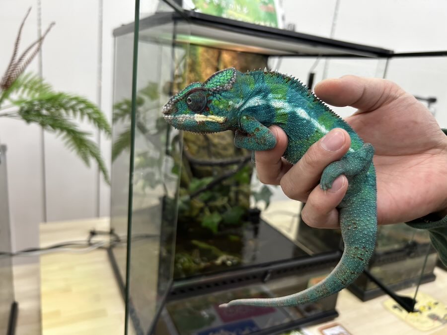 いきもの探検隊 リソラ大府店　爬虫類　蛇　トカゲ　カメレオン　かめ