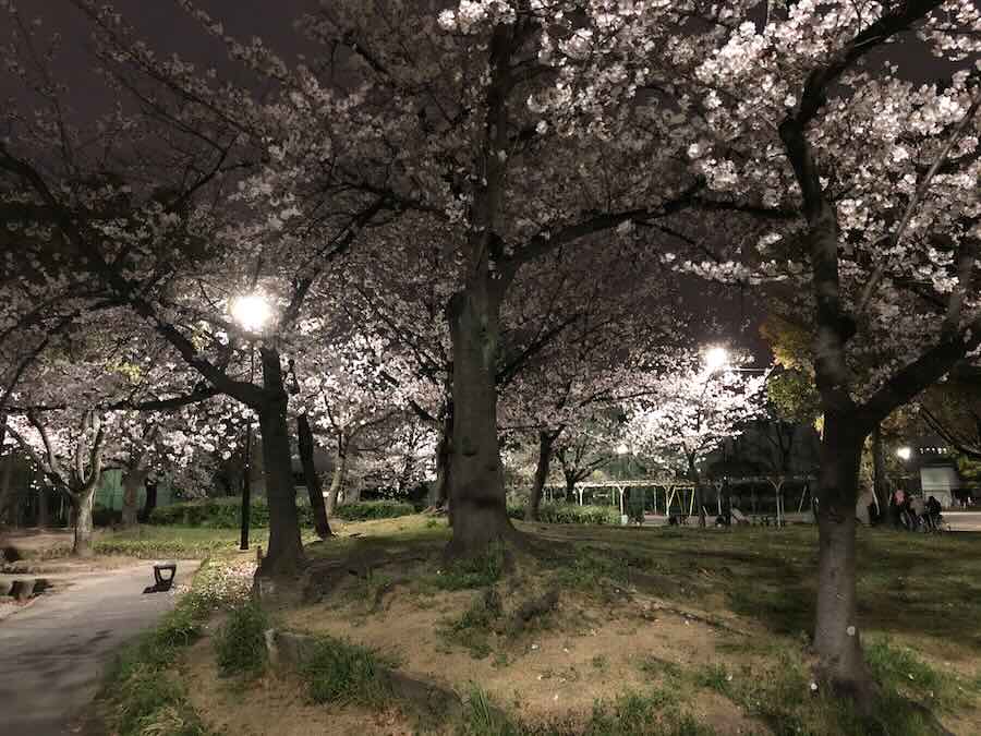 道徳公園　花見　桜