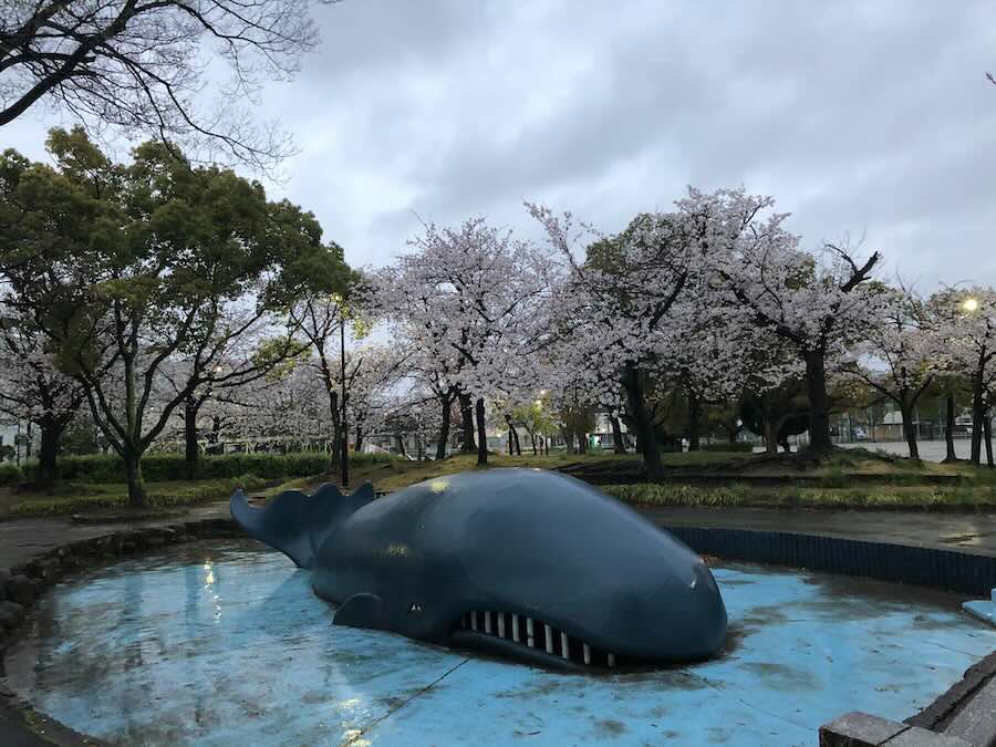 道徳公園　花見　桜
