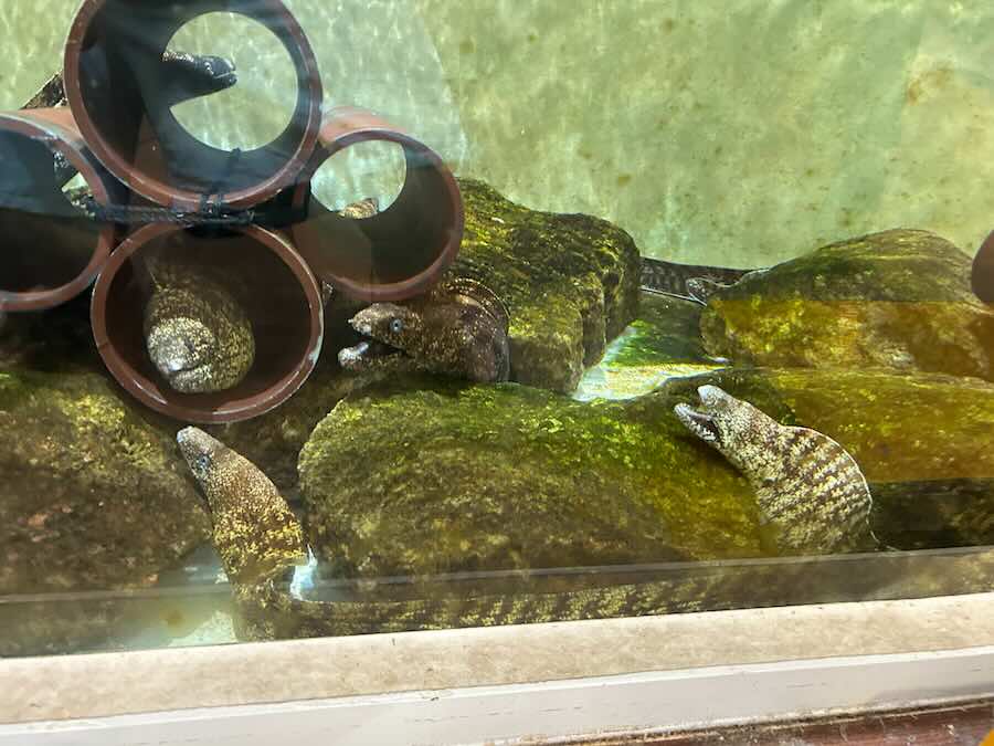 南知多ビーチランド＆おもちゃ王国　ふれあいおさかな館　ウツボ