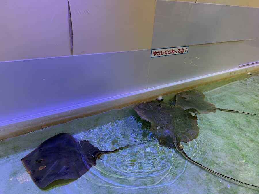 南知多ビーチランド＆おもちゃ王国　ふれあいおさかな館　エイ