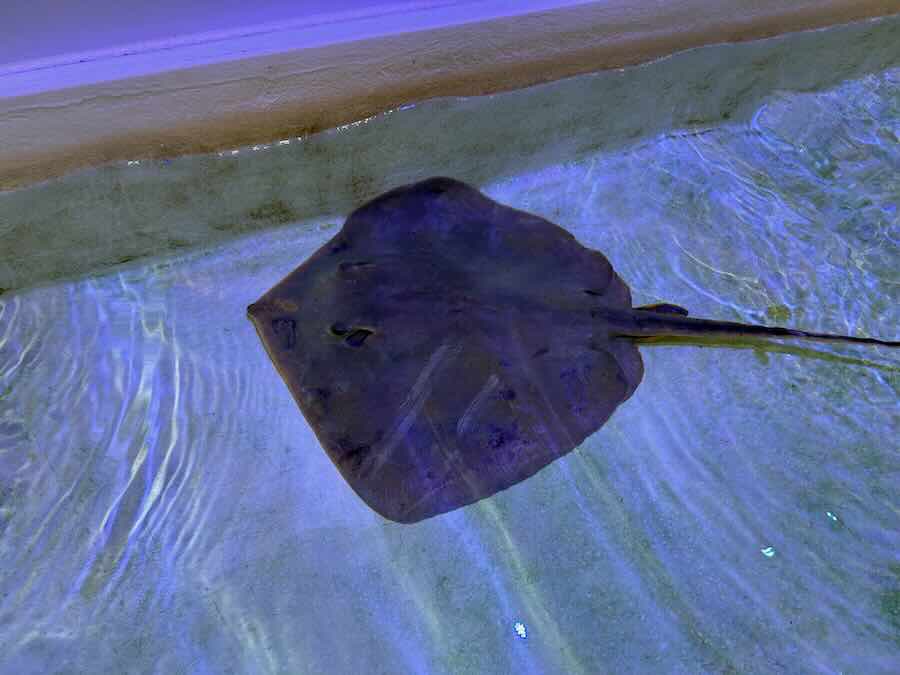 南知多ビーチランド＆おもちゃ王国　ふれあいおさかな館　エイ