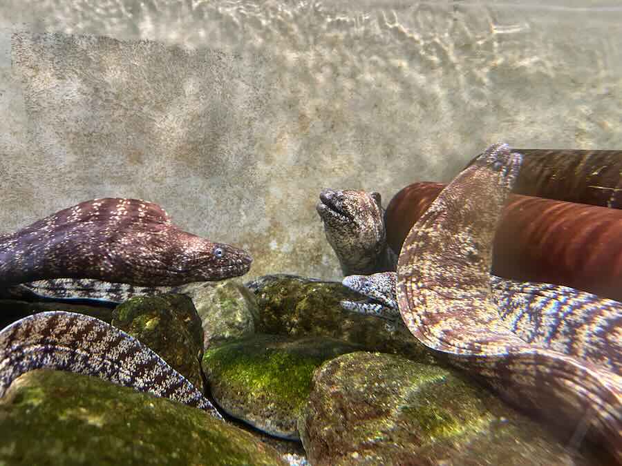 南知多ビーチランド＆おもちゃ王国　ふれあいおさかな館　ウツボ