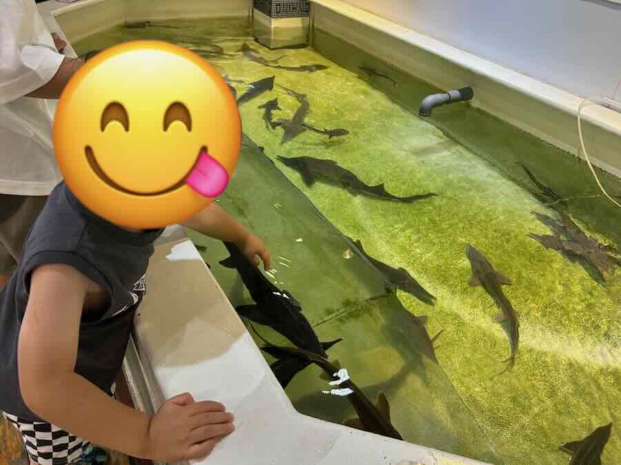 南知多ビーチランド＆おもちゃ王国　ふれあいおさかな館　チョウザメ