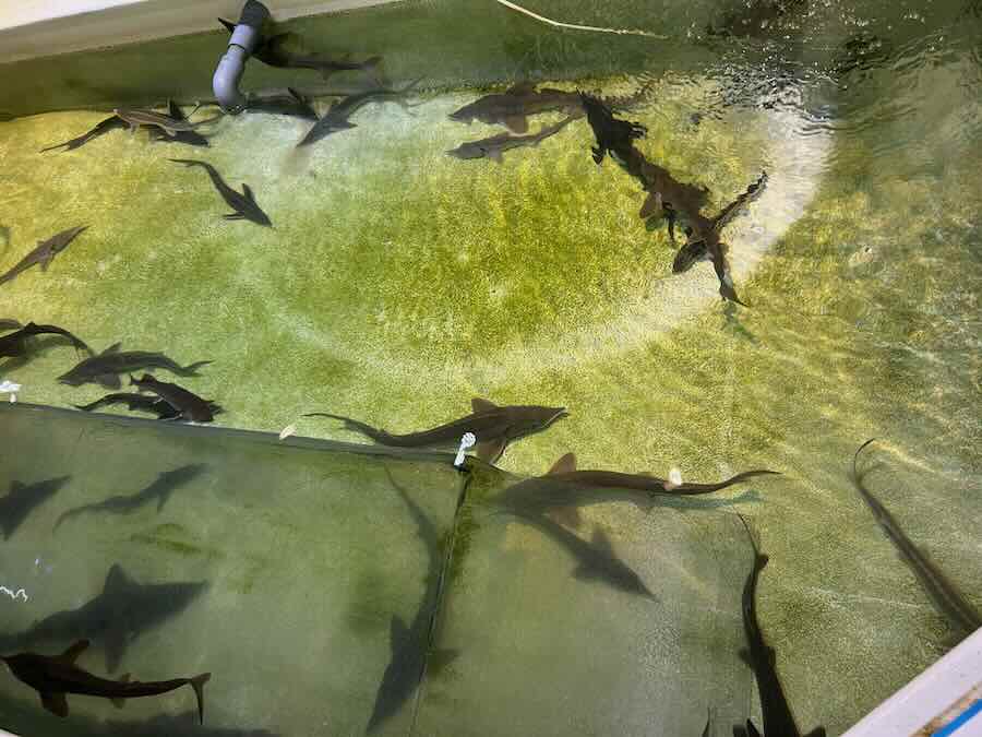 南知多ビーチランド＆おもちゃ王国　ふれあいおさかな館　チョウザメ