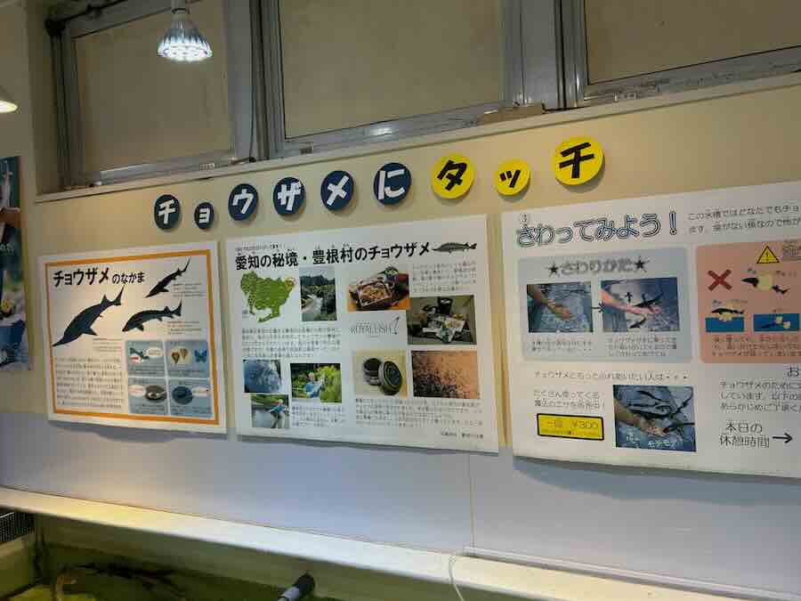 南知多ビーチランド＆おもちゃ王国　ふれあいおさかな館　チョウザメ