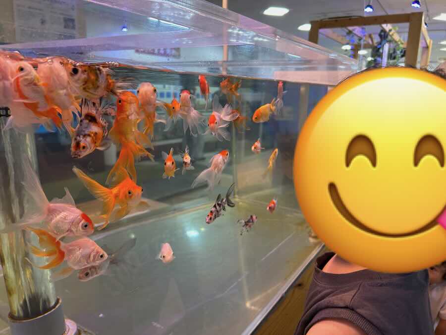南知多ビーチランド＆おもちゃ王国　ふれあいおさかな館　金魚　鯉