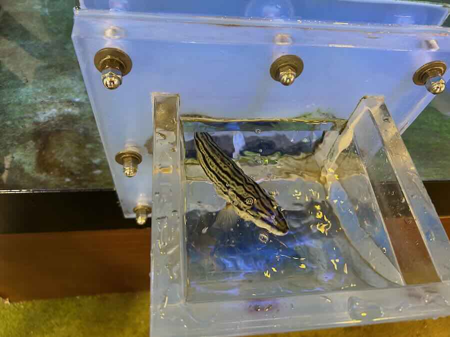 南知多ビーチランド＆おもちゃ王国　ふれあいおさかな館　つながる水槽