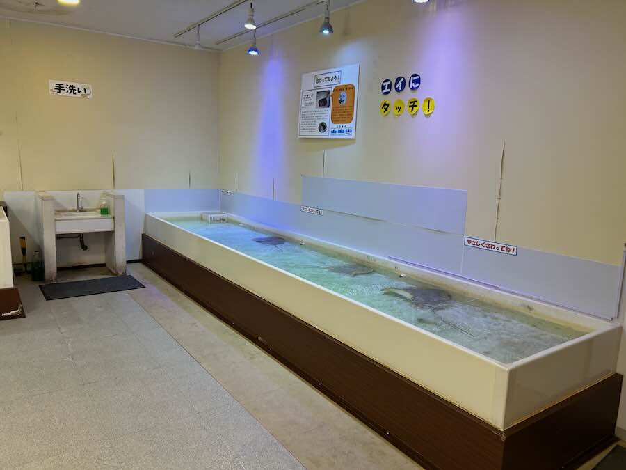 南知多ビーチランド＆おもちゃ王国　ふれあいおさかな館　エイ