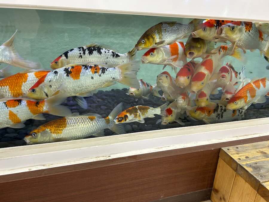 南知多ビーチランド＆おもちゃ王国　ふれあいおさかな館　金魚　鯉
