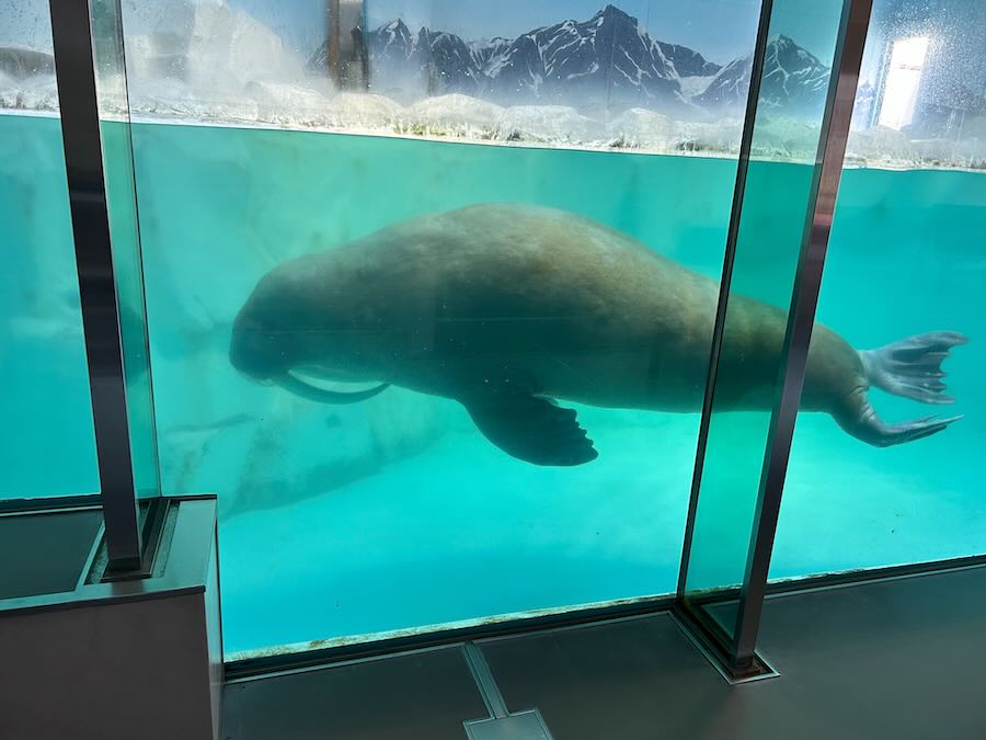 南知多ビーチランド＆おもちゃ王国　海洋館　セイウチ