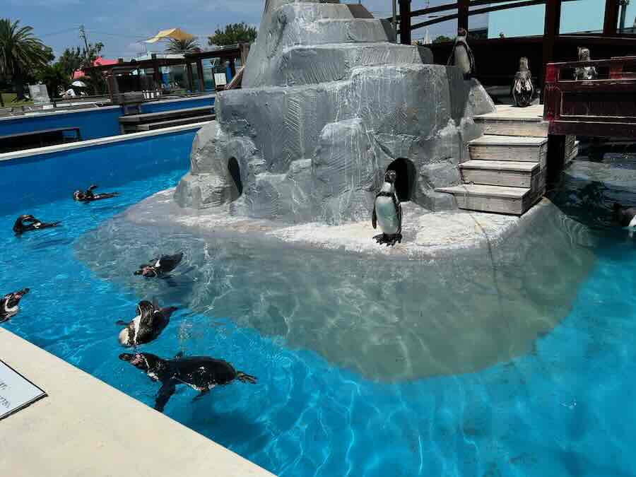南知多ビーチランド＆おもちゃ王国　海洋館　ペンギン