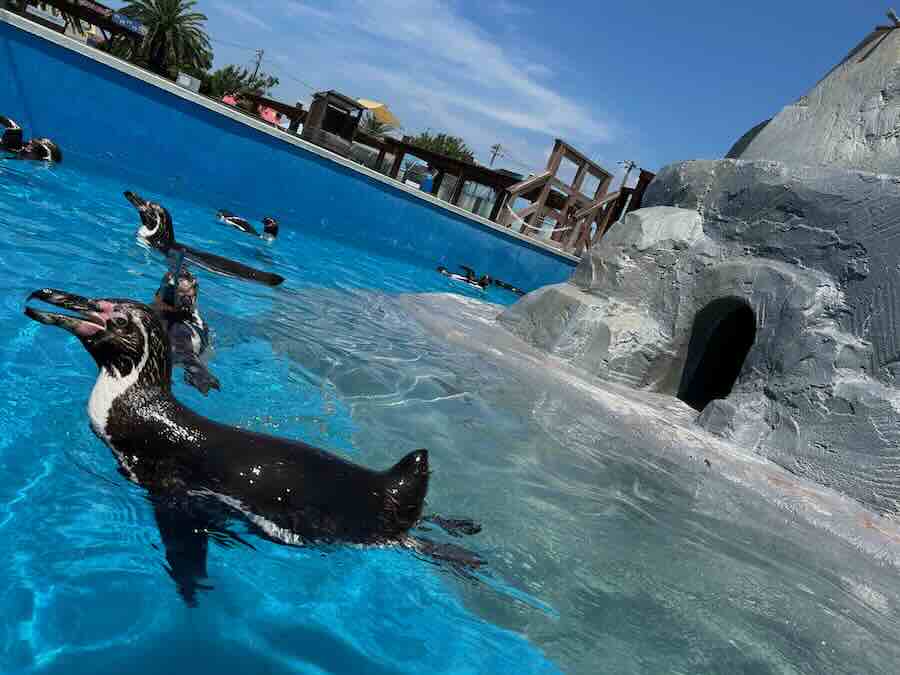 南知多ビーチランド＆おもちゃ王国　海洋館　ペンギン