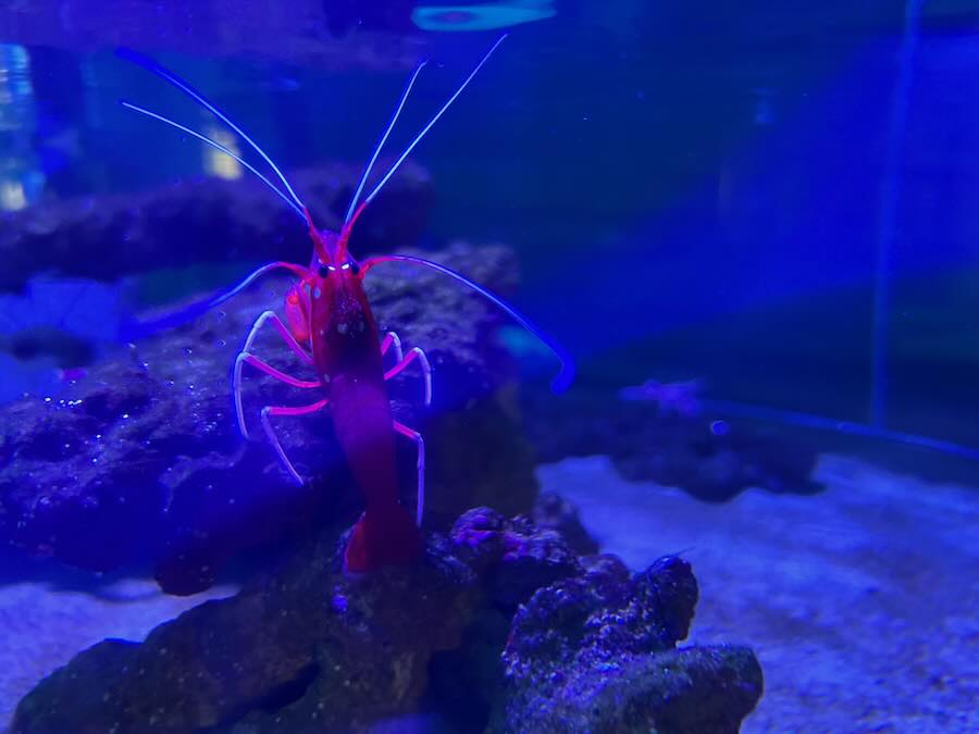 南知多ビーチランド＆おもちゃ王国　海洋館　えび