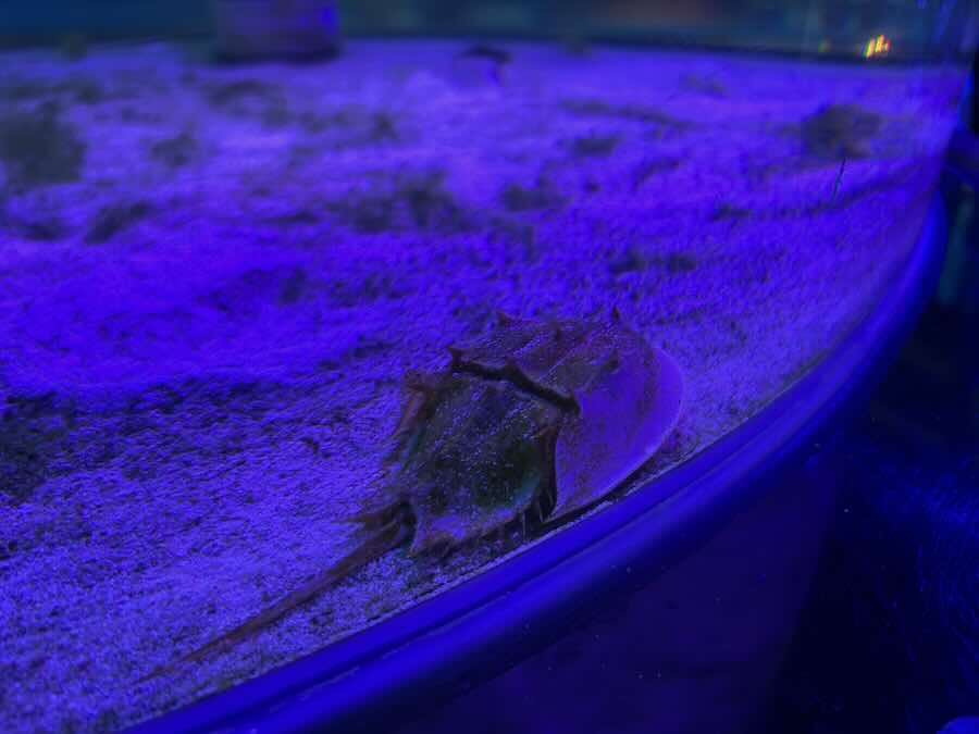 南知多ビーチランド＆おもちゃ王国　海洋館　カブトガニ