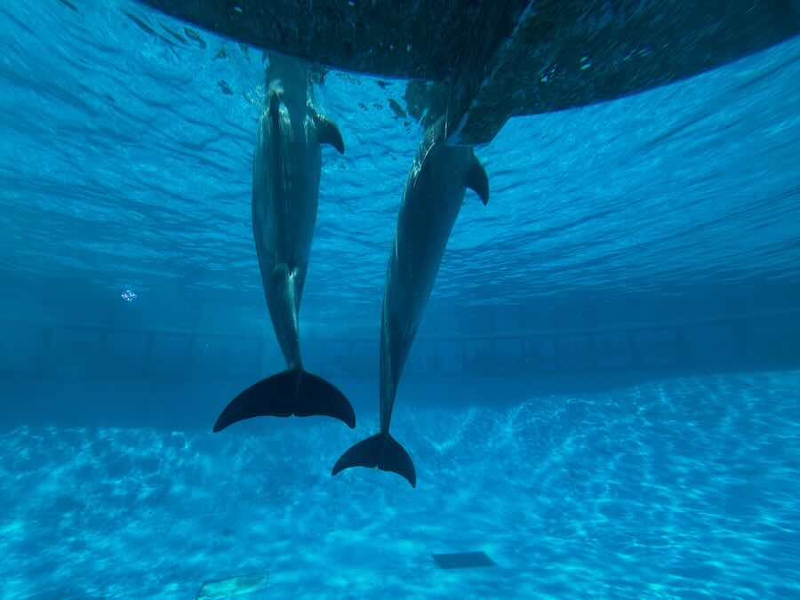 南知多ビーチランド＆おもちゃ王国　海洋館　イルカ