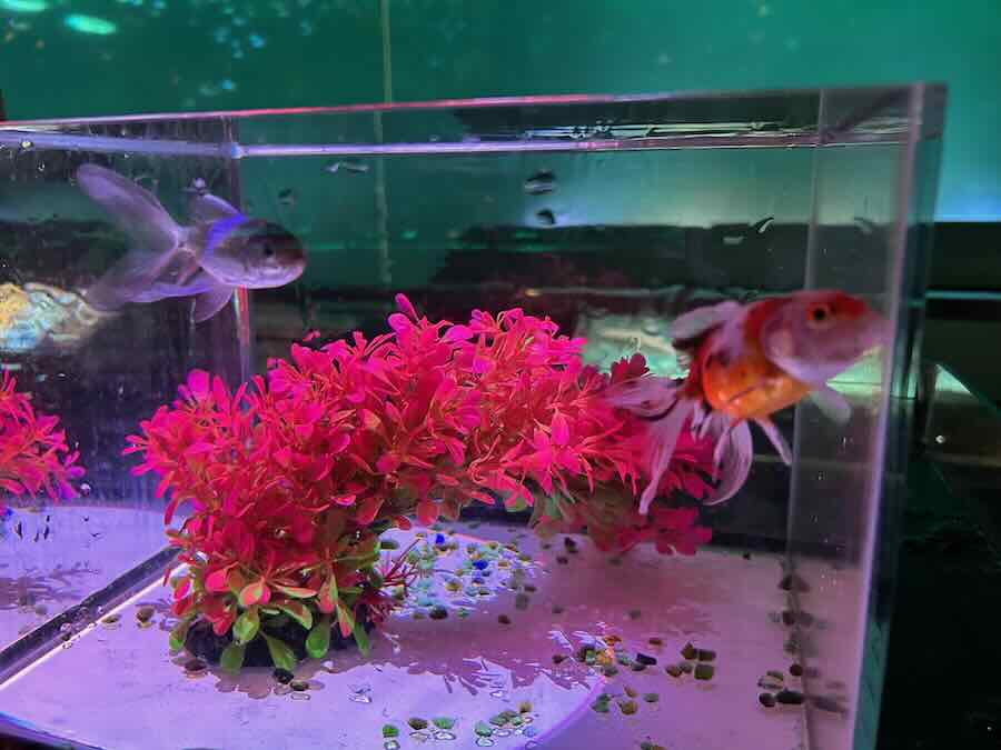 南知多ビーチランド＆おもちゃ王国　海洋館　イワシトルネード　金魚