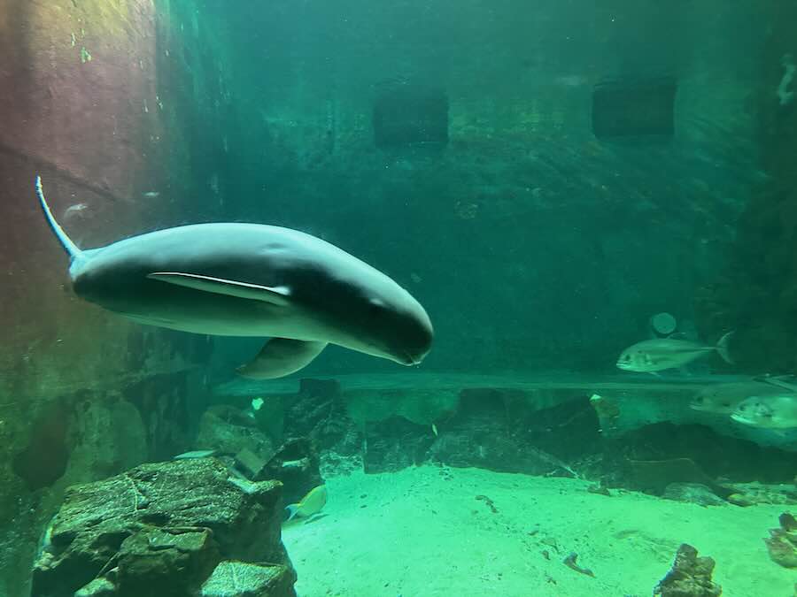 南知多ビーチランド＆おもちゃ王国　海洋館　シロイルカ　ウミガメ