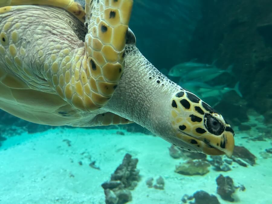 南知多ビーチランド＆おもちゃ王国　海洋館　シロイルカ　ウミガメ