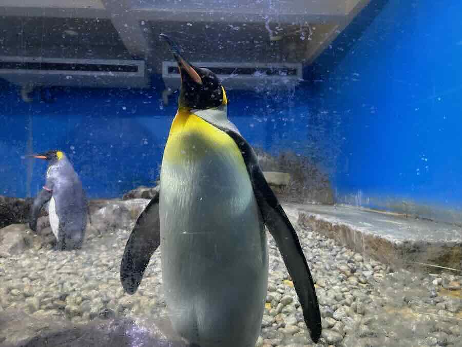 南知多ビーチランド＆おもちゃ王国　海洋館　ペンギン