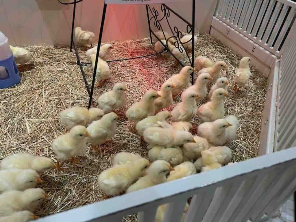 アニタッチ(ららぽーと名古屋みなとアクルス)) レビュー