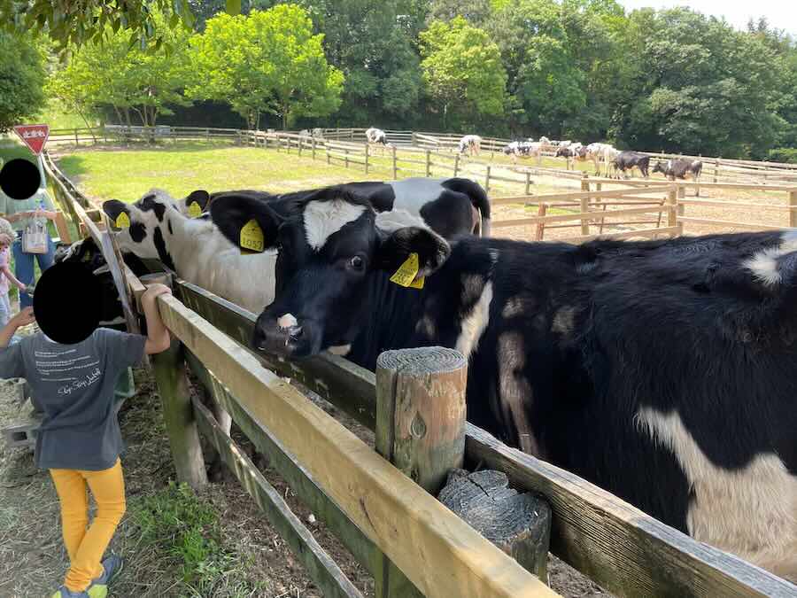 愛知牧場　子連れ　レビュー　動物ふれあい　餌やり体験