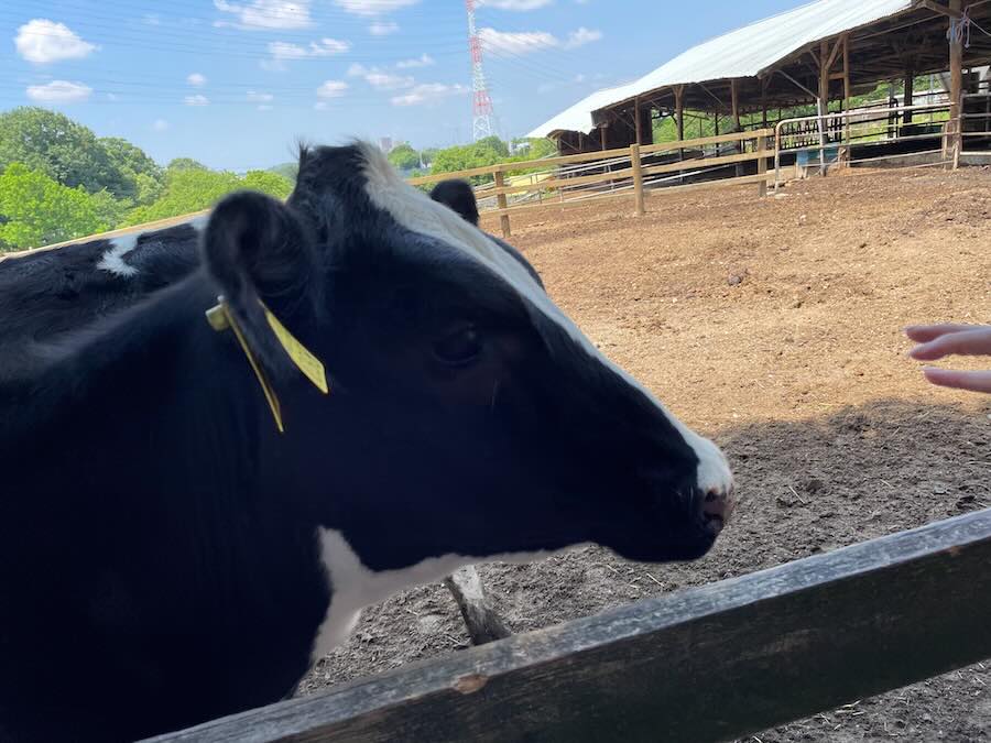 愛知牧場　子連れ　レビュー　動物ふれあい　餌やり体験