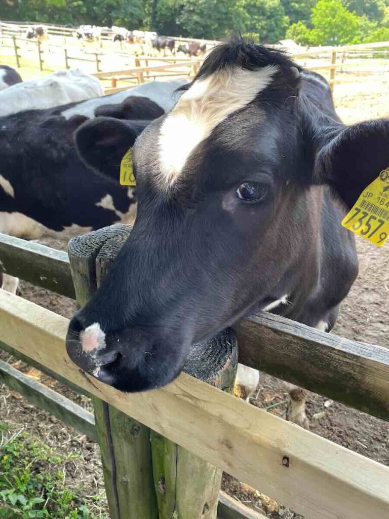 愛知牧場　子連れ　レビュー　動物ふれあい　餌やり体験