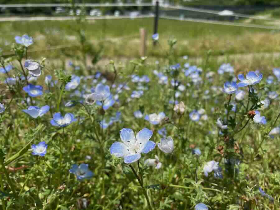 愛知牧場　子連れ　レビュー　動物ふれあい　餌やり体験　ネモフィラ