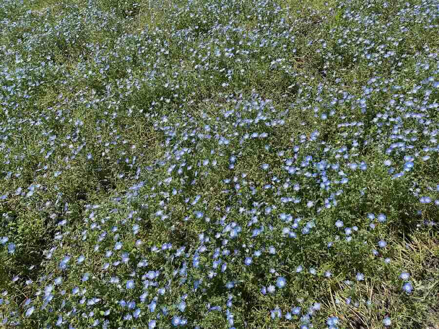 愛知牧場　子連れ　レビュー　動物ふれあい　餌やり体験　ネモフィラ