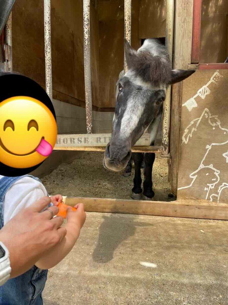愛知牧場　子連れ　レビュー　動物ふれあい　餌やり体験