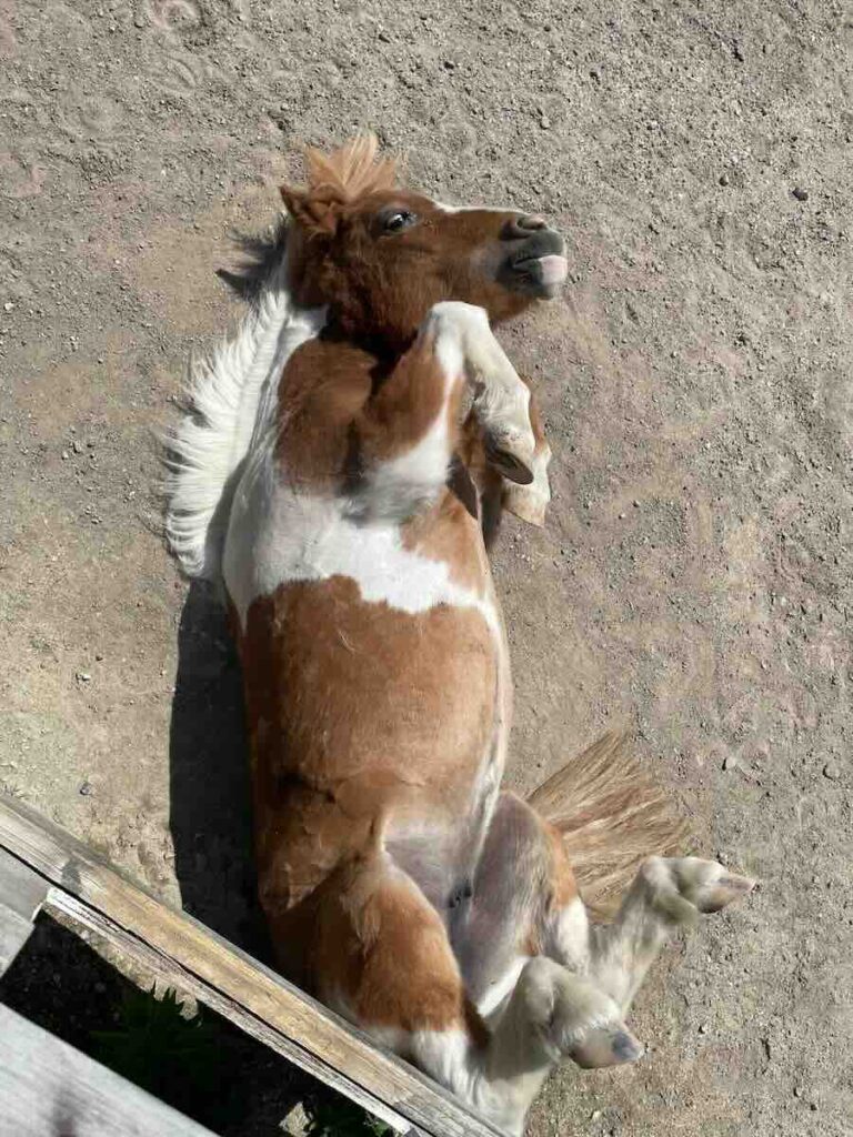 愛知牧場　子連れ　レビュー　動物ふれあい　餌やり体験