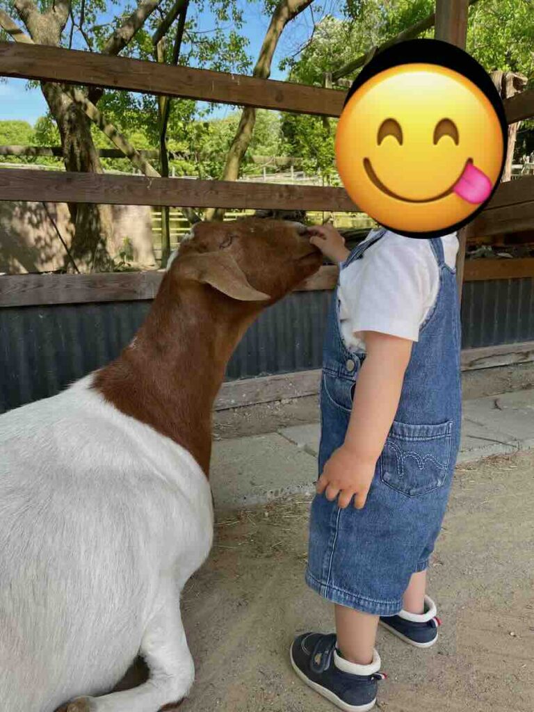 愛知牧場　子連れ　レビュー　動物ふれあい　餌やり体験