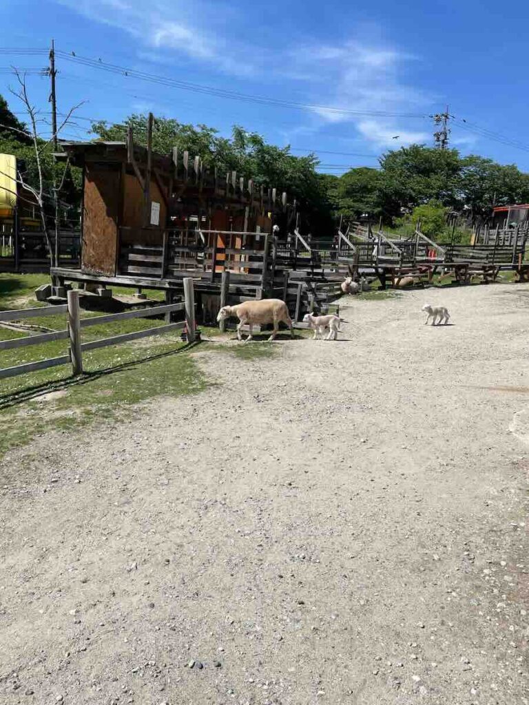 愛知牧場　子連れ　レビュー　動物ふれあい　餌やり体験