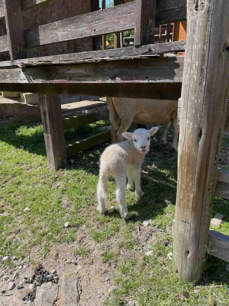 愛知牧場　子連れ　レビュー　動物ふれあい　餌やり体験