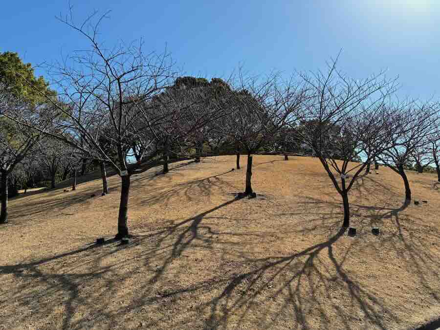 平地公園 ゴーカート 遊具 ピクニック 子ども 子連れ レビュー 交通公園 自転車 滑り台 芝生 砂場 ベンチ 花見