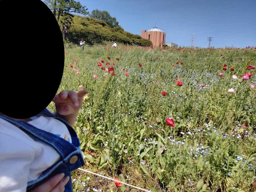 愛知牧場　子連れ　レビュー　動物ふれあい　餌やり体験