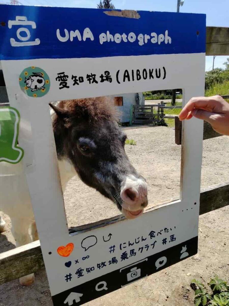 愛知牧場　子連れ　レビュー　動物ふれあい　餌やり体験
