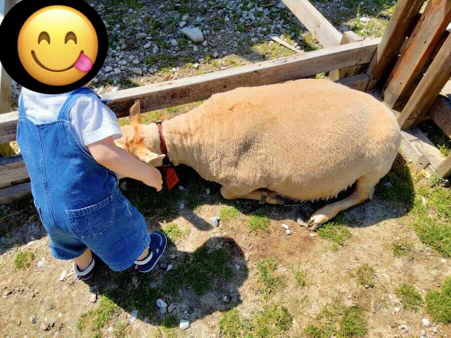 愛知牧場　子連れ　レビュー　動物ふれあい　餌やり体験