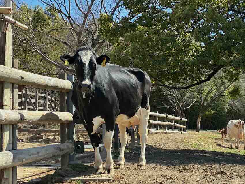 しだれ梅園　しだれ梅祭り　デラファーム　deraファーム　動物ふれあい　トイレ　牛　ひよこ