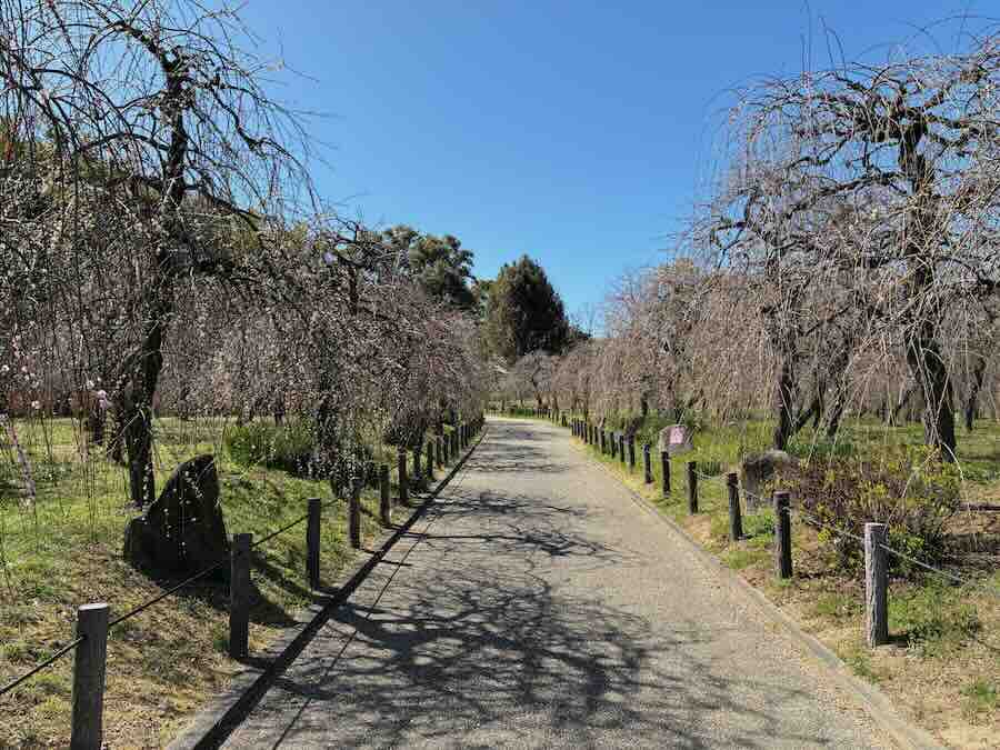 しだれ梅園　しだれ梅祭り　デラファーム　deraファーム　動物ふれあい