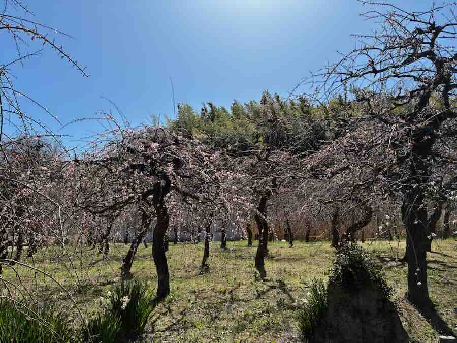 しだれ梅園　しだれ梅祭り　デラファーム　deraファーム　動物ふれあい